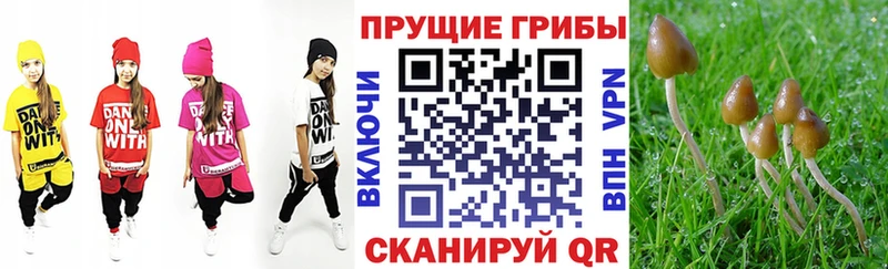 Псилоцибиновые грибы прущие грибы  Купить где  Горняк 